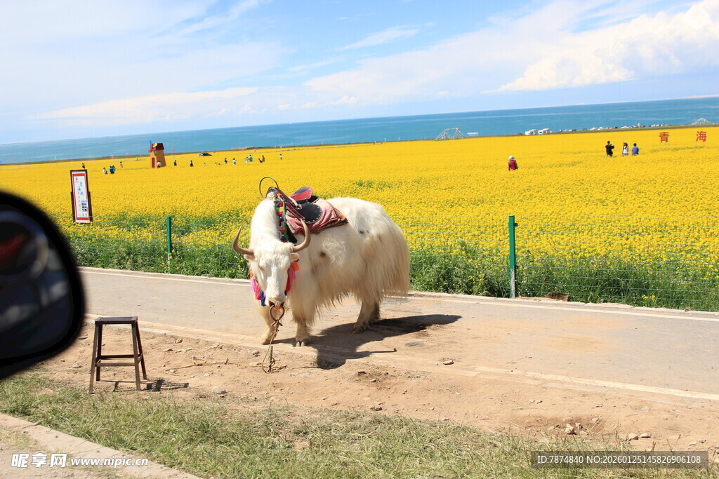 草原公路上的白牦牛