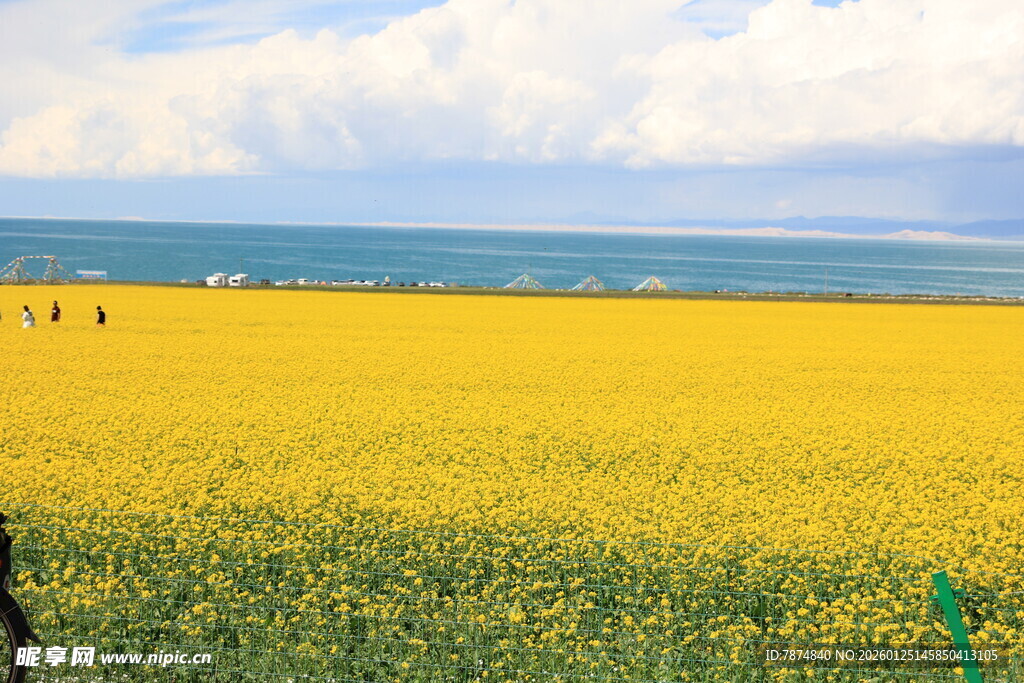 金黄油菜花海风景如画