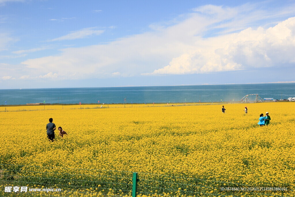 金黄花海旁的海边风光
