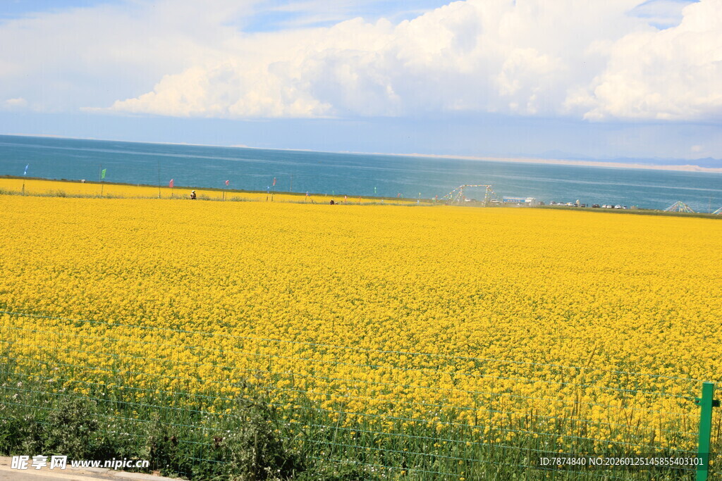 金黄油菜花海田园美景