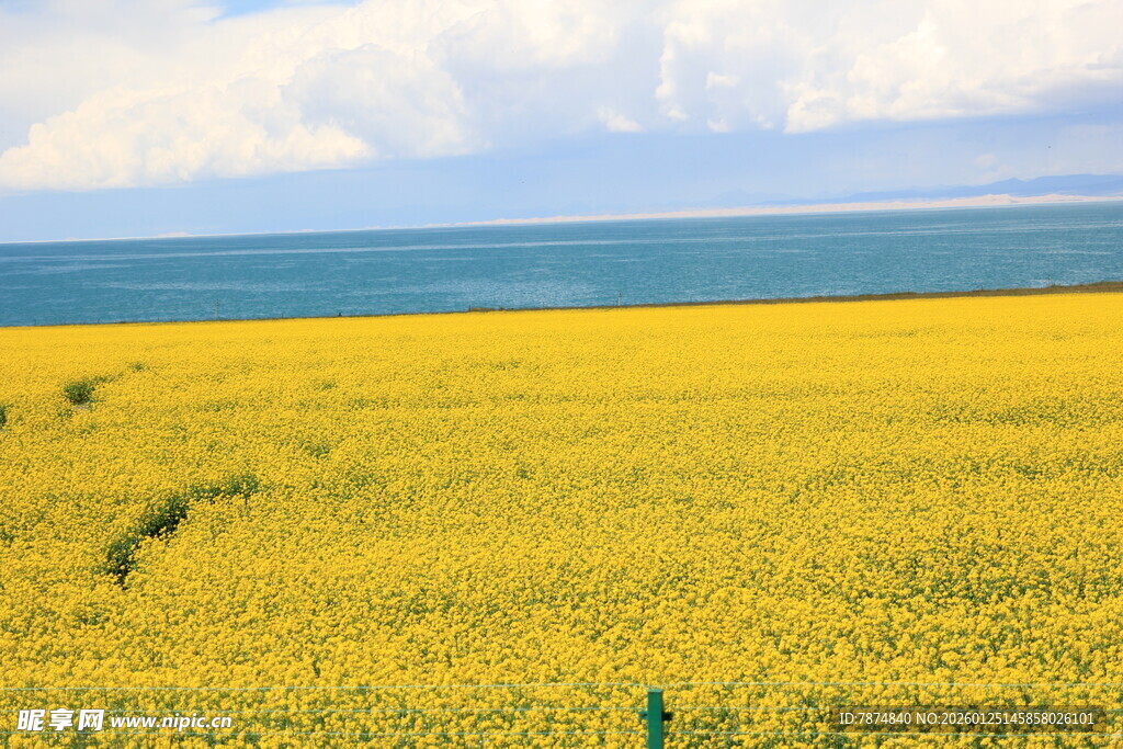 金黄油菜田与辽阔海景