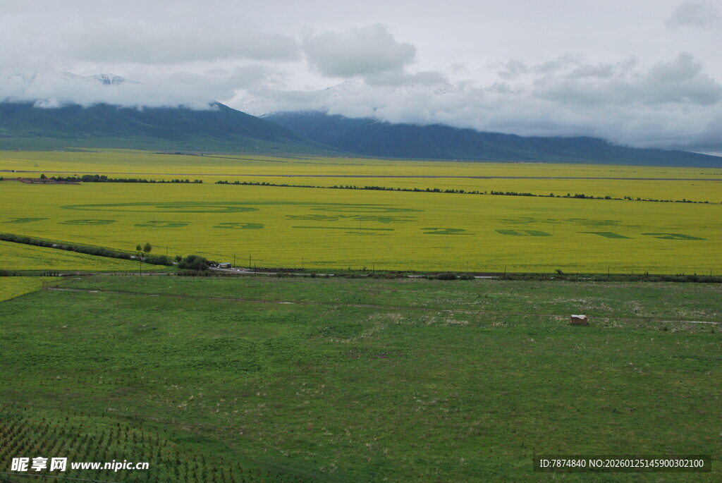 草原上的大片金黄油菜花
