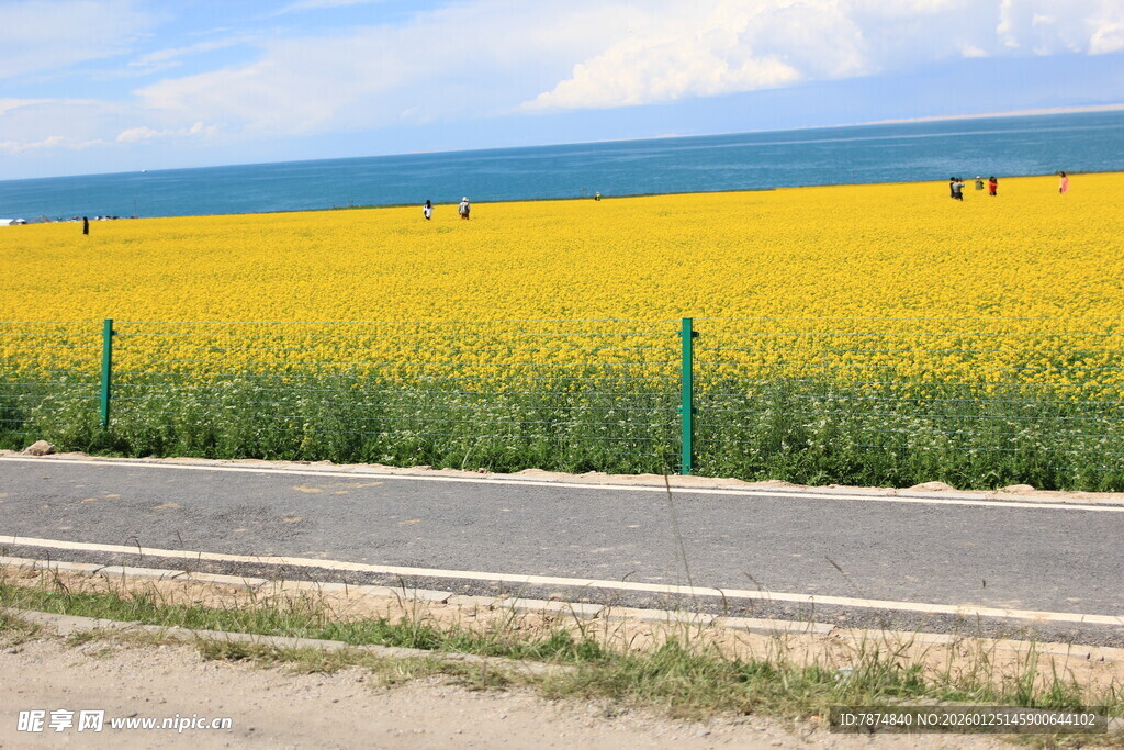 海边油菜花海亮丽风景