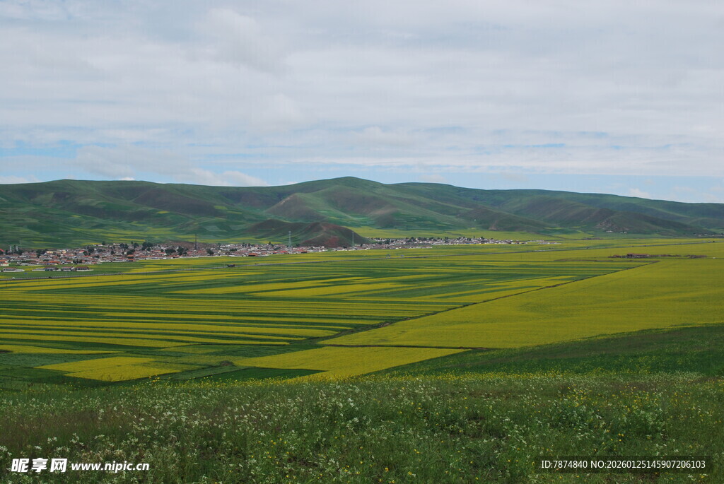 金黄油菜田 田园好风光