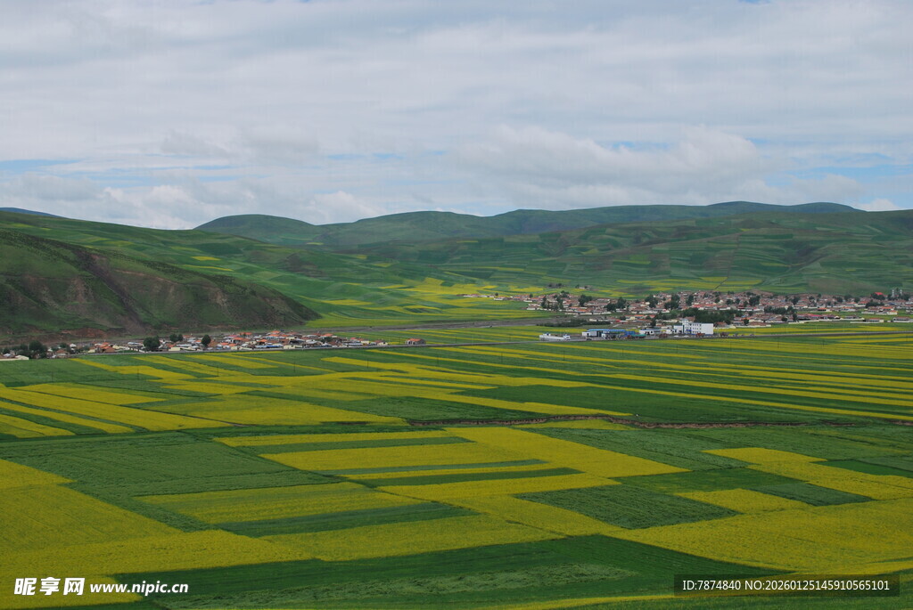 田园风光 黄绿相间的田野美景