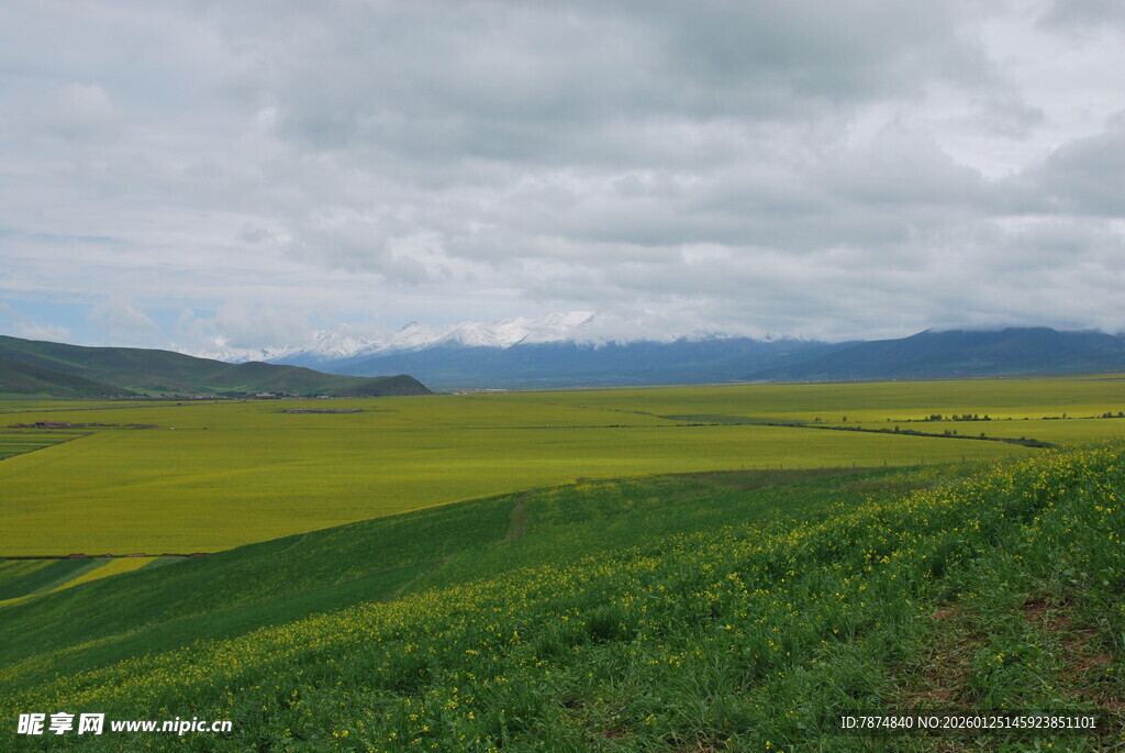 草原上的黄绿相间美景