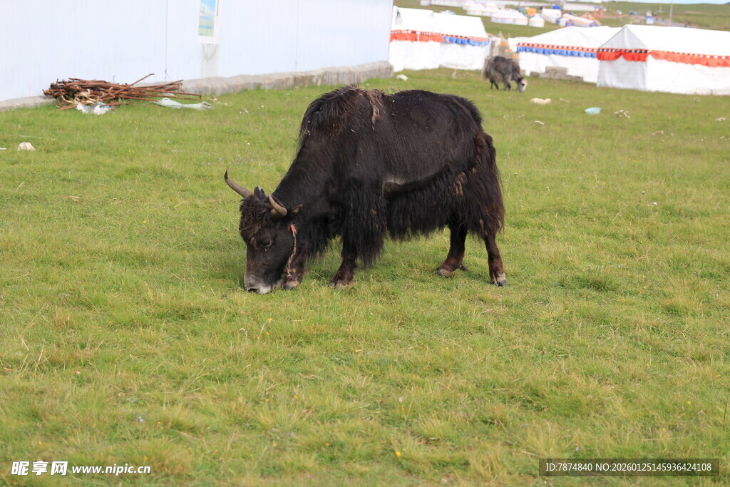 草原上的黑色牦牛