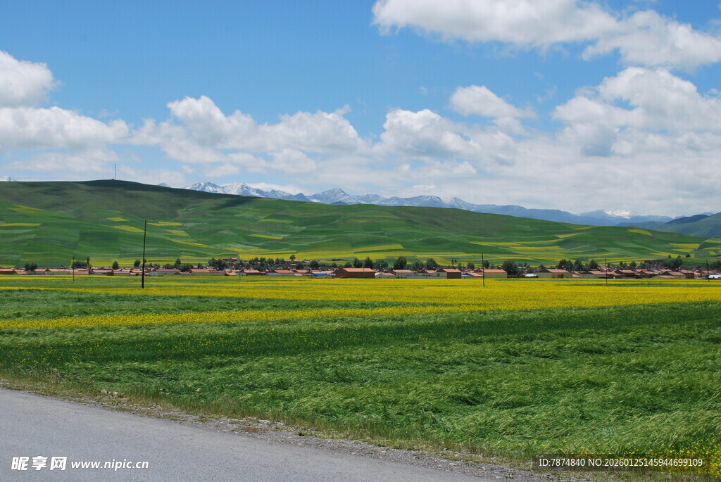 草原公路边的美丽花海