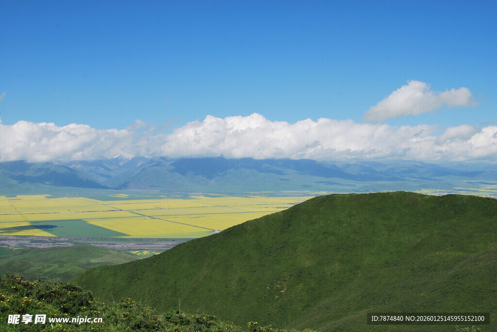 青山间的金黄田野景观