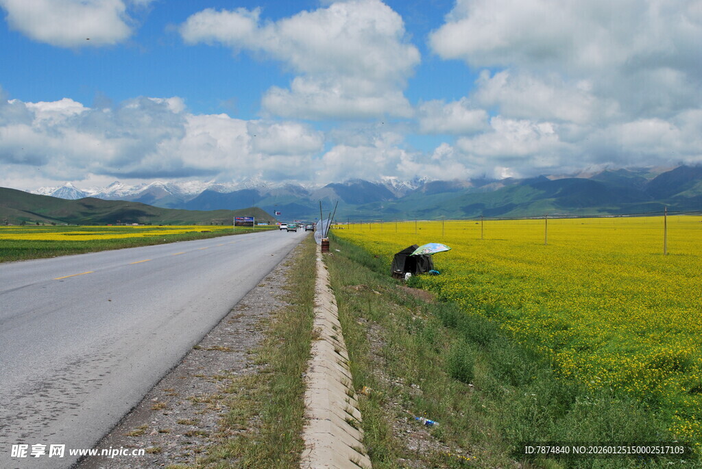 公路旁的灿烂油菜花海