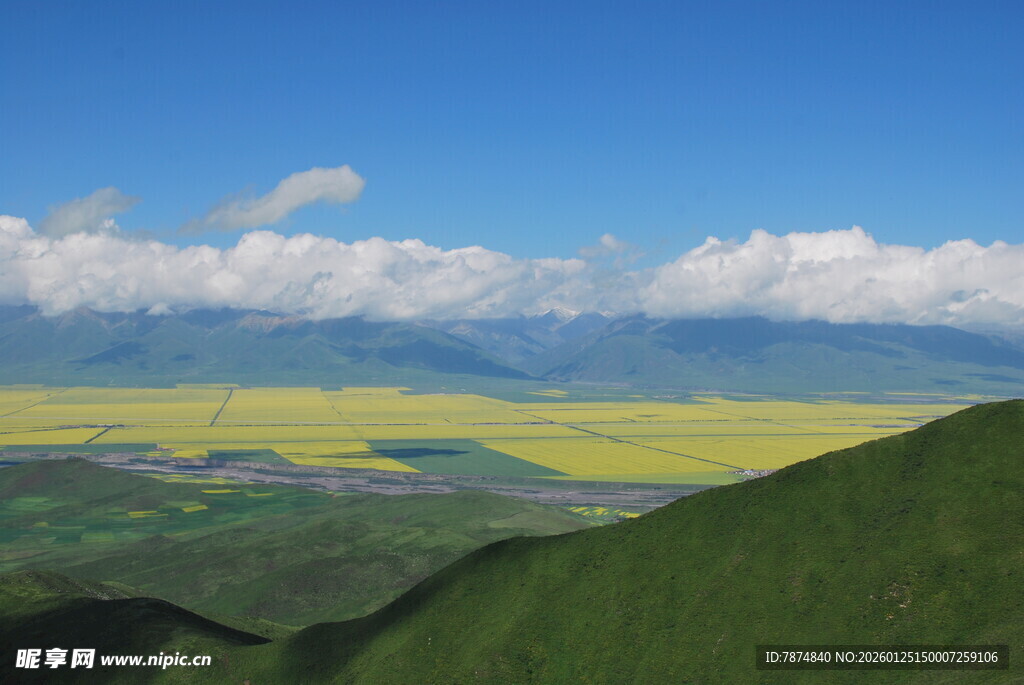 山间油菜花海美景