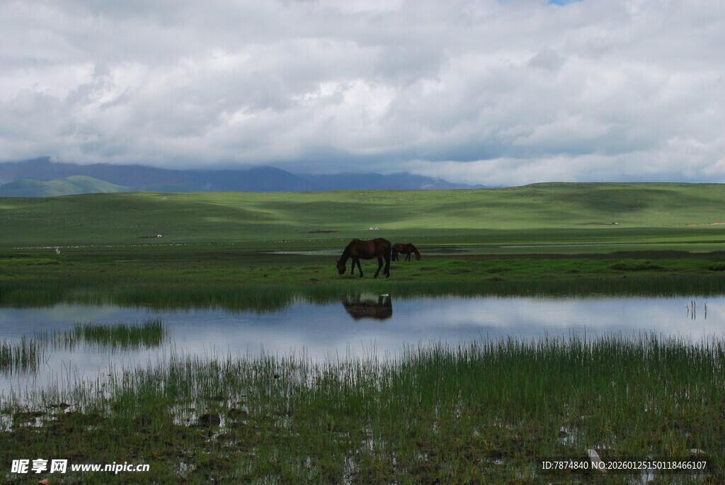 草原湖畔的孤马