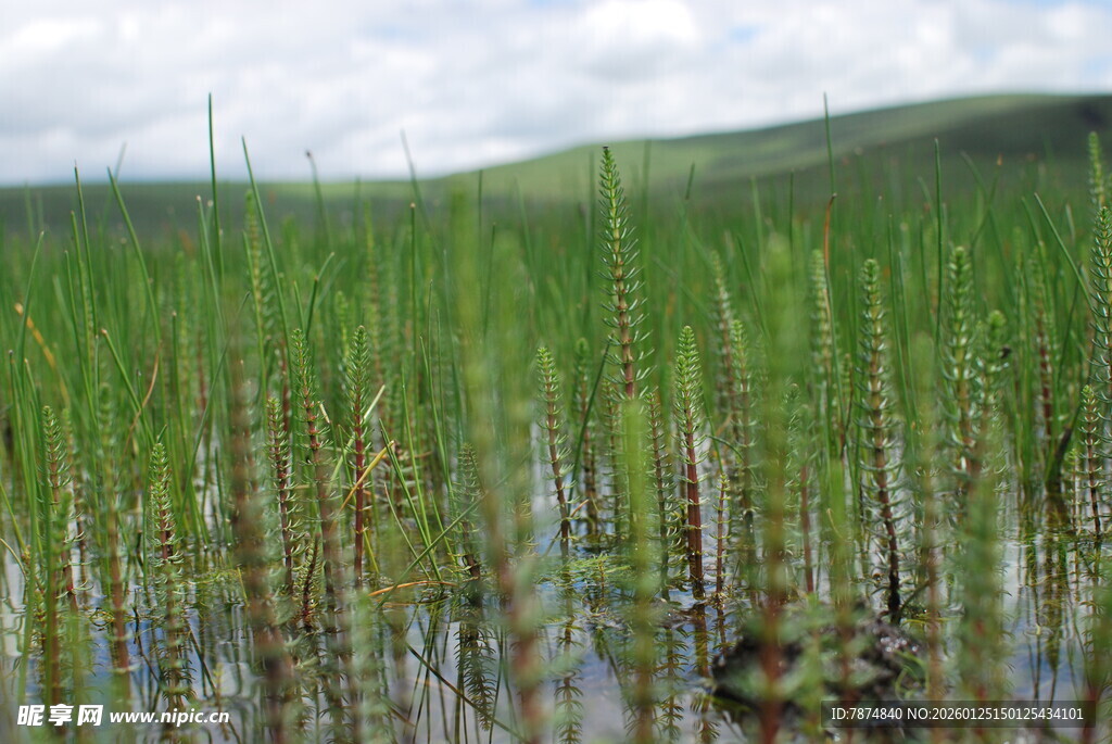 湿地中的繁茂水生植物