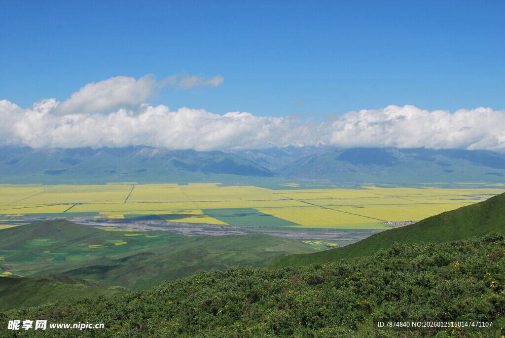 青海油菜花海壮丽景观