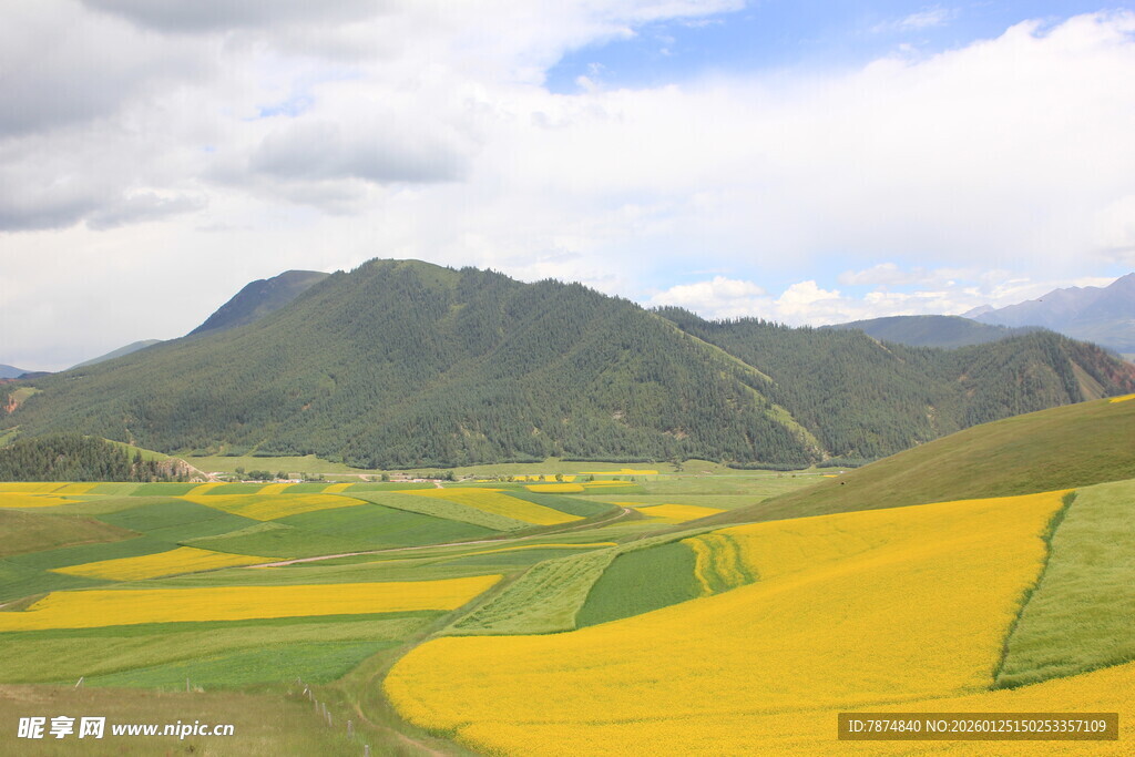 山间油菜花海田园美景