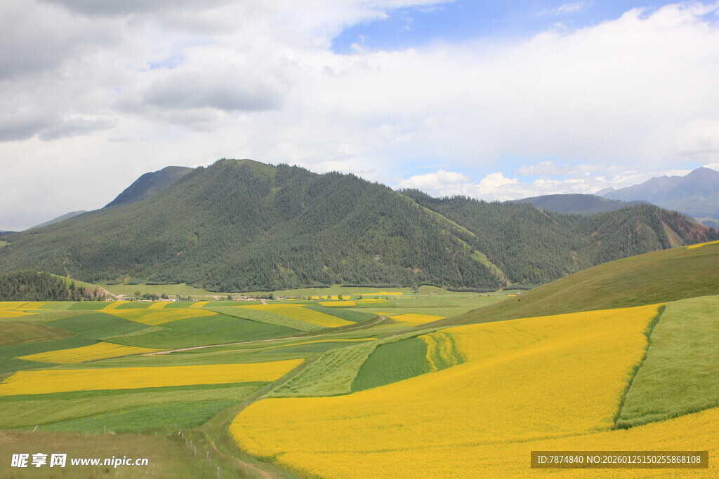 山间多彩田野风光