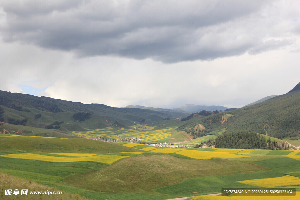 山间油菜花海美景