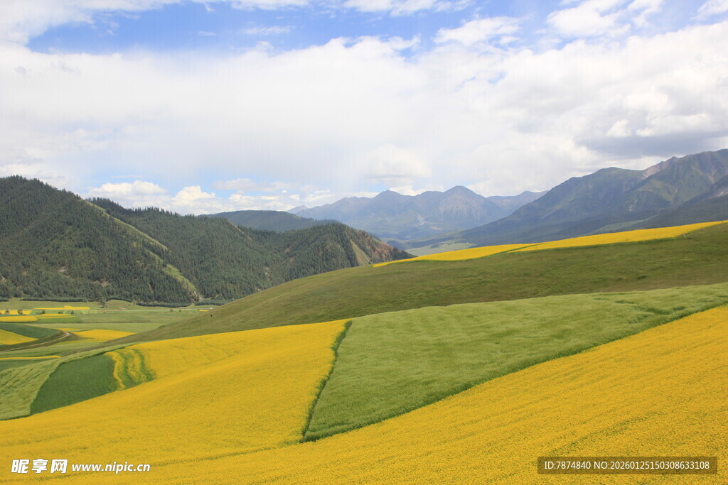 金黄田野与远山的美丽风光