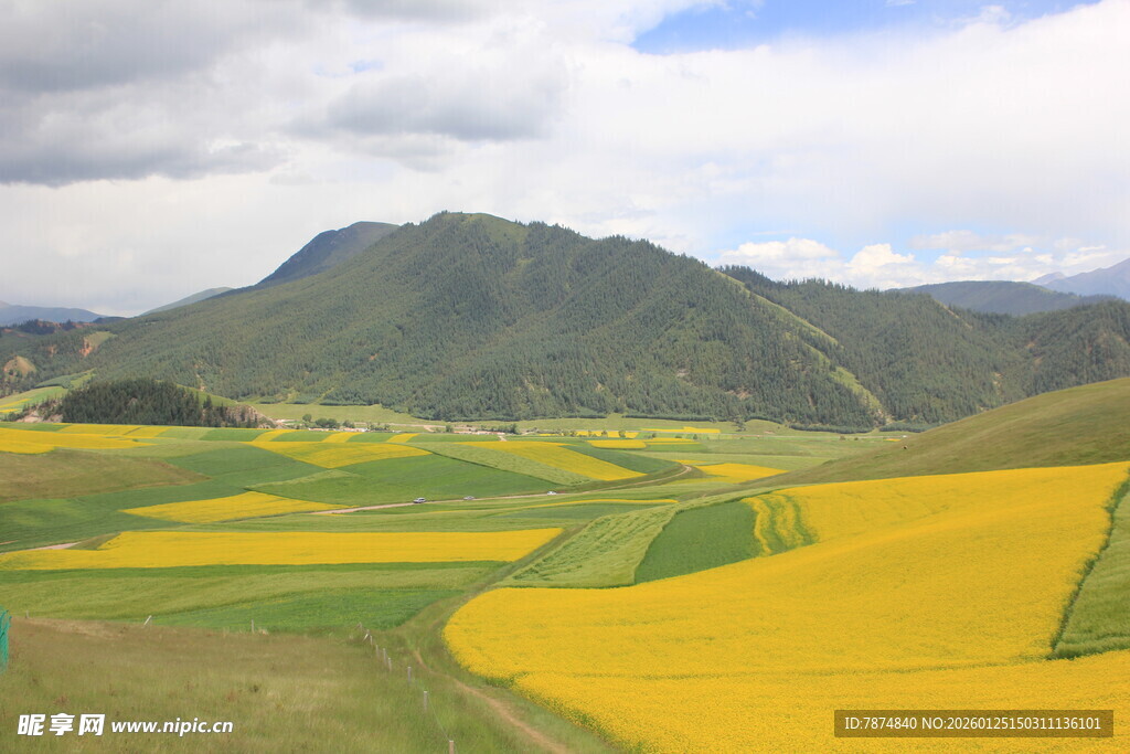 山间油菜花海田园美景