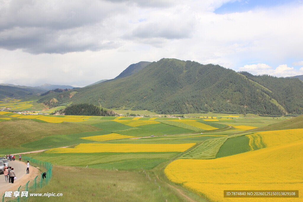 山间油菜花海美丽风光