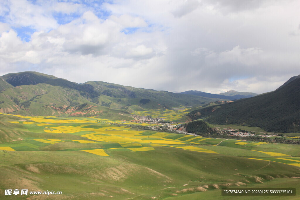 山间金黄花海田园美景