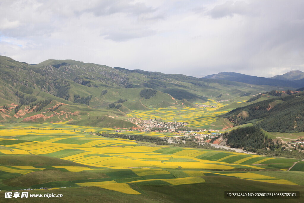 山间金黄花海田园美景