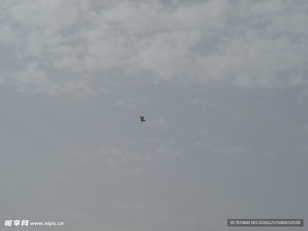 天空中飞翔的一只飞鸟