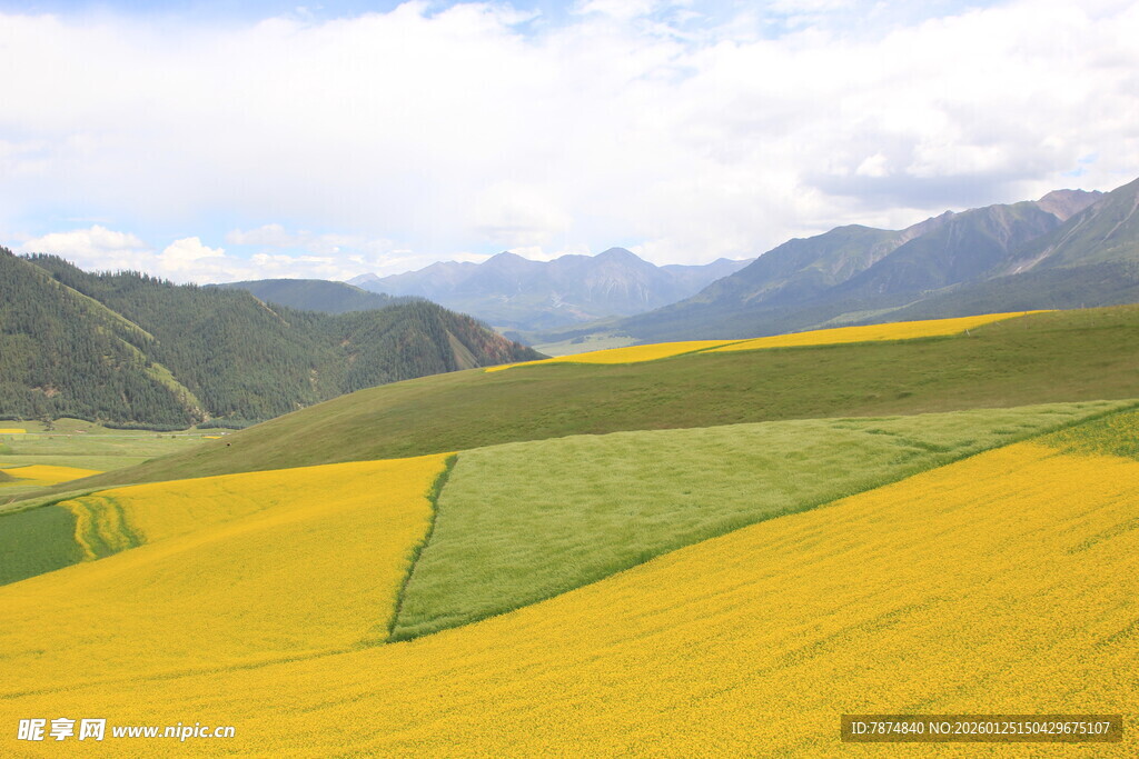 金色田园风光 壮美山川
