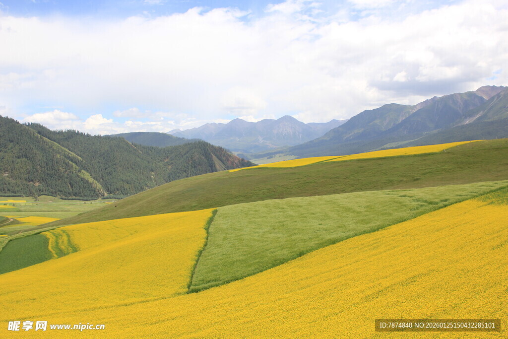 金黄油菜田与远山美景