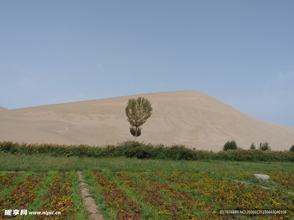 田野中的孤树与多彩花田