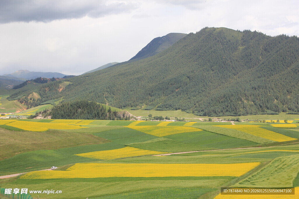 山间油菜花海田园风光