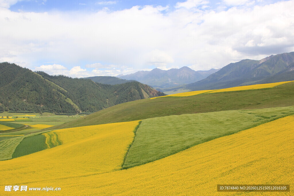 金黄油菜田与远山美景