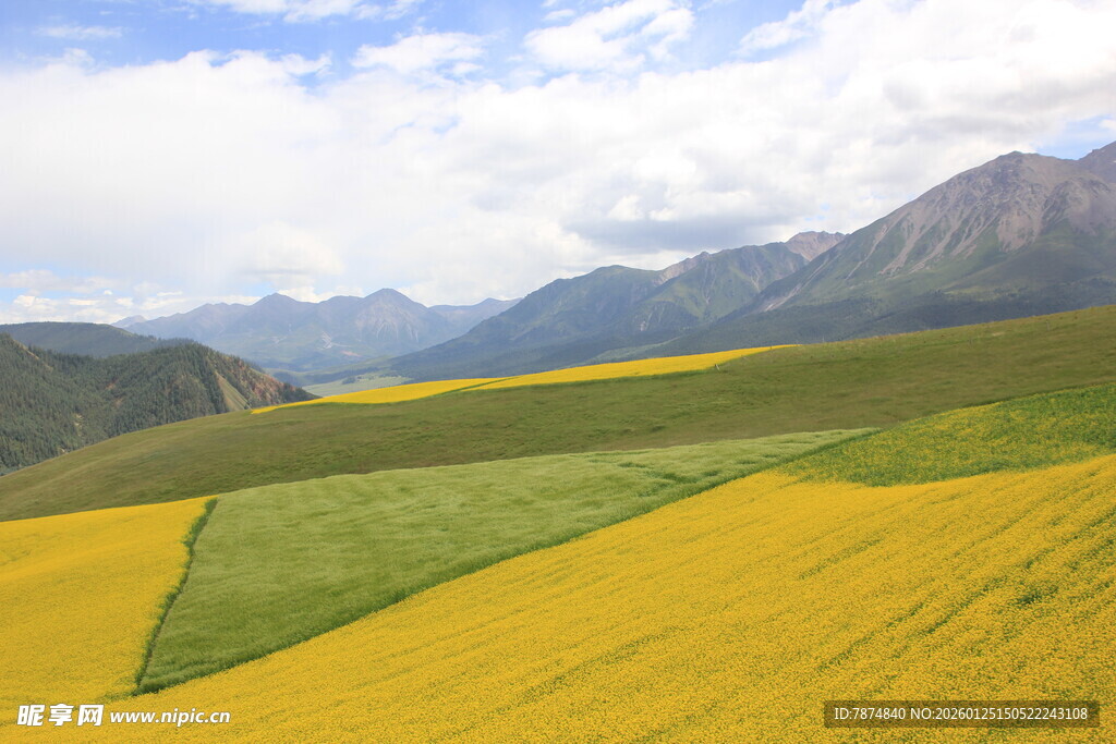 金黄油菜花海与远山美景