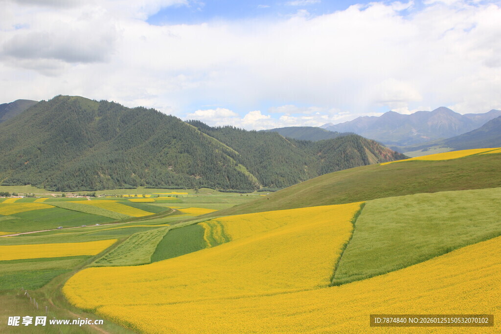 金黄油菜田与远山美景