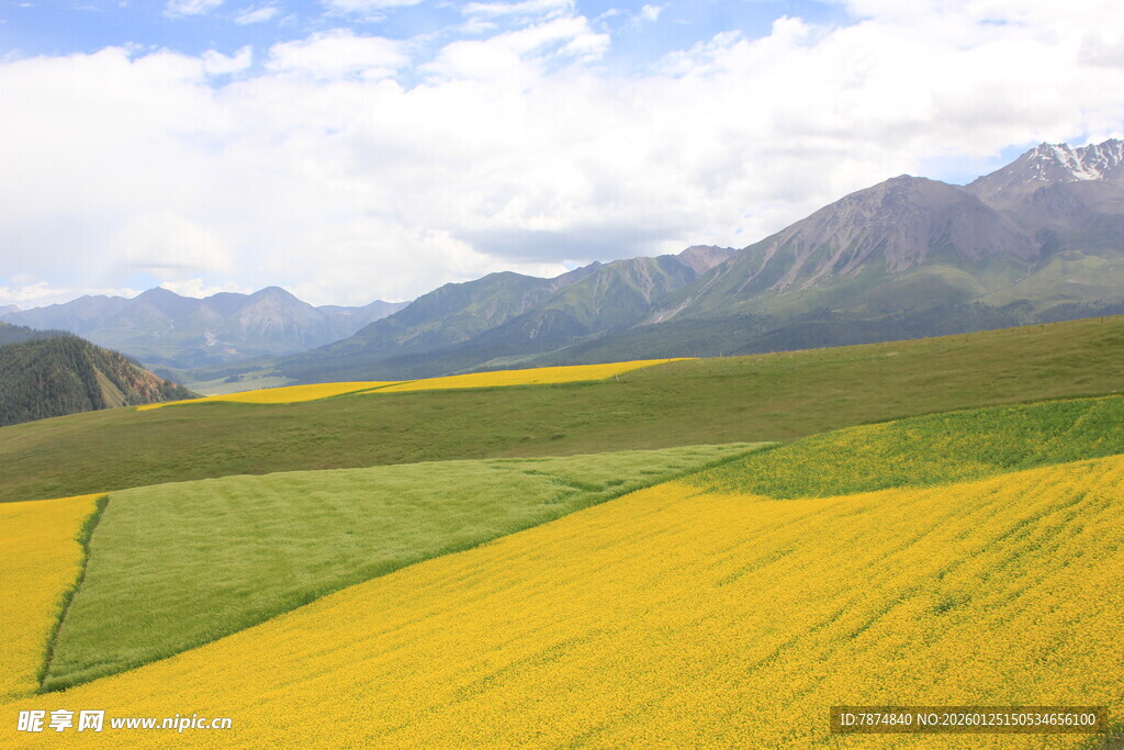 金黄花海伴远山美景