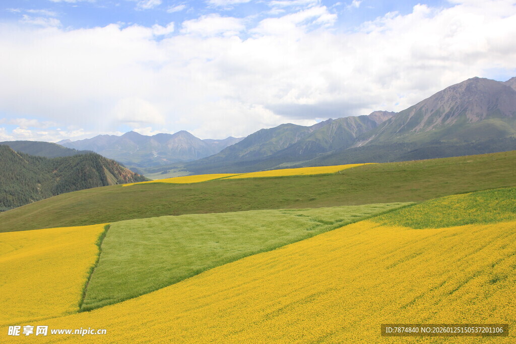 山间油菜花海美景