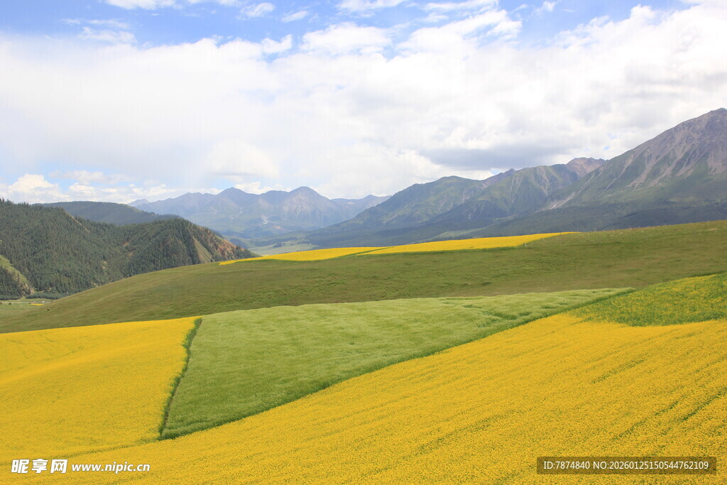 金黄田野与远山美景