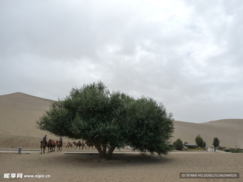 沙漠中的绿树与驼队