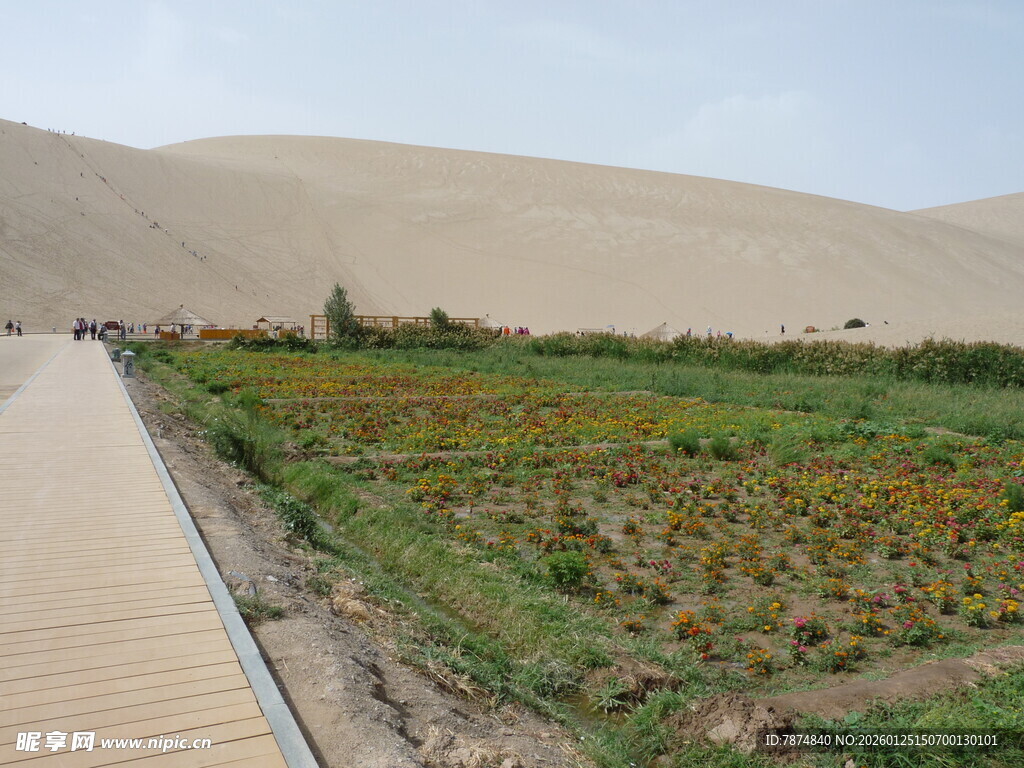 沙漠中的生机步道景观