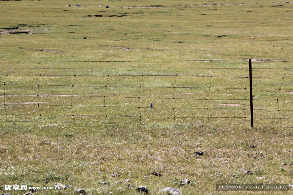 草原上的简易围栏