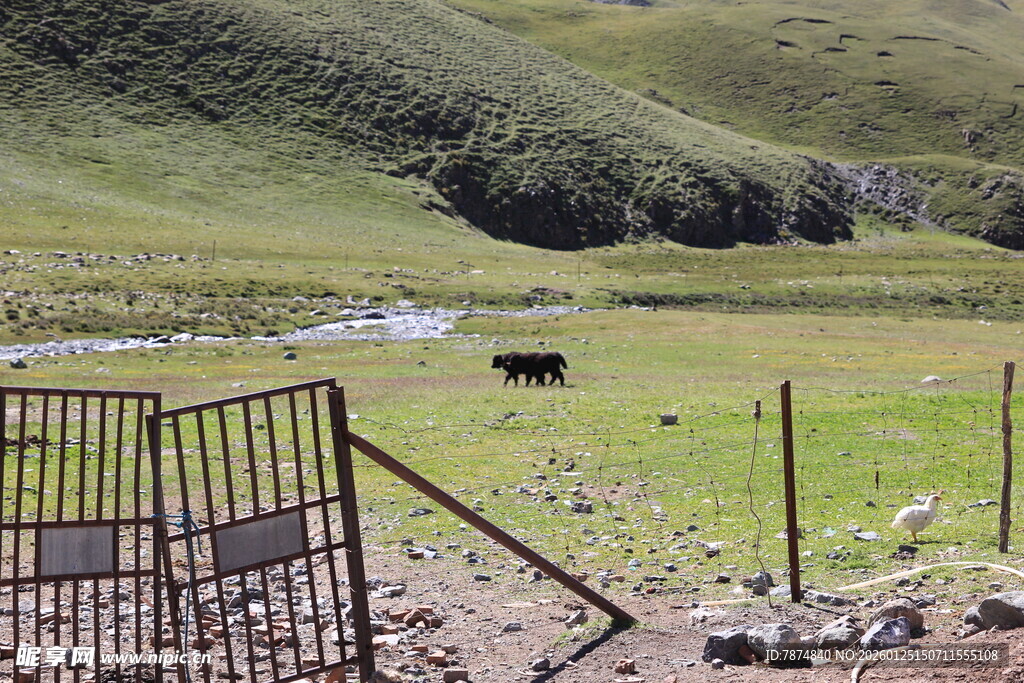 草原牧场围栏与远处牲畜