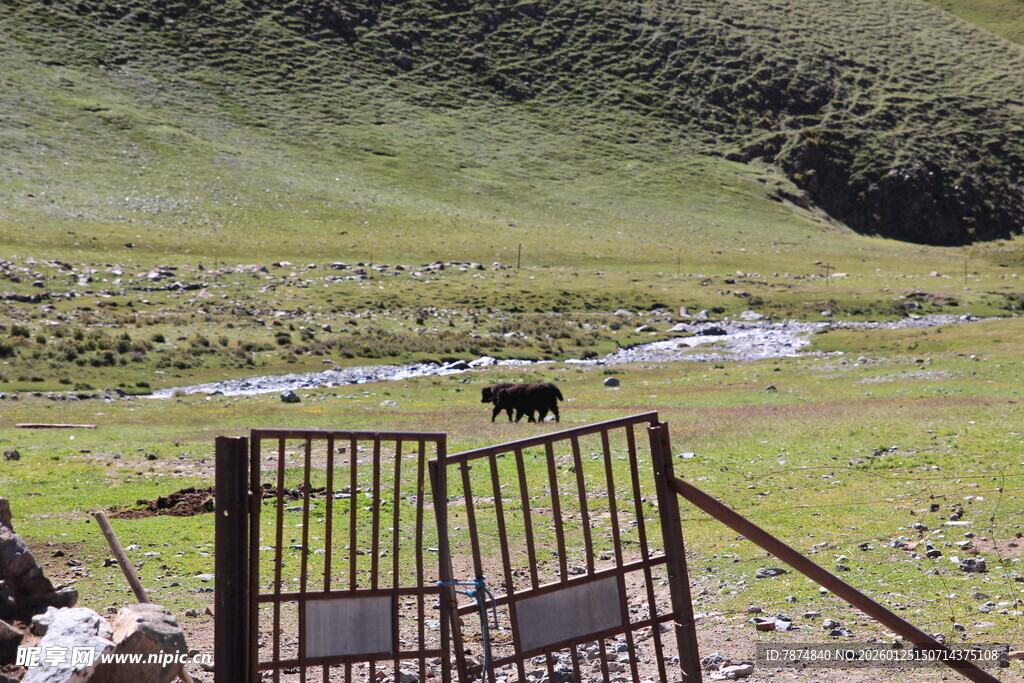 草原围栏边的悠然牧场景象