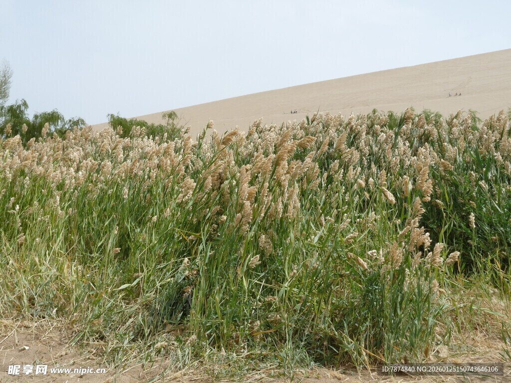 野外茂盛的芦苇丛