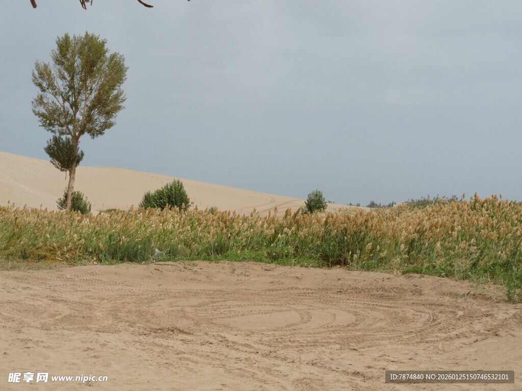 田野中的孤树与农田