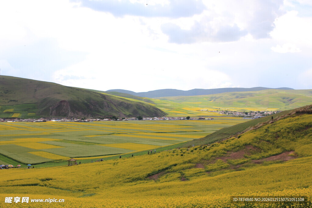 金黄花海中的秀丽山谷