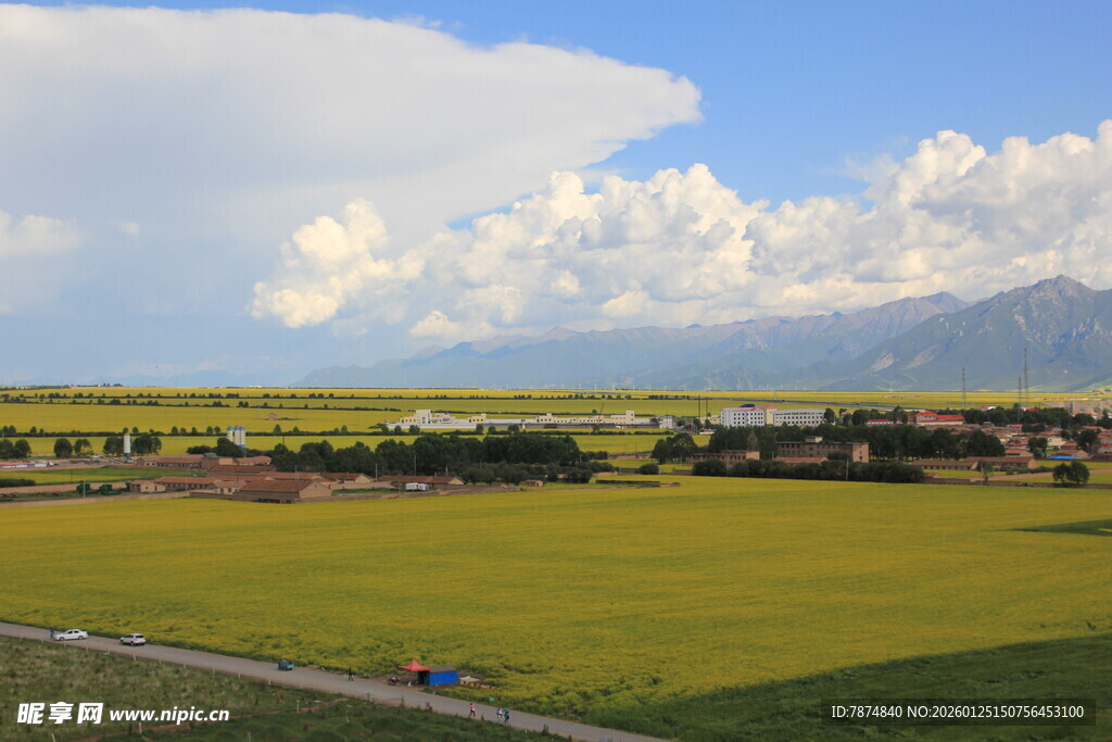 田园风光下的辽阔黄绿田野