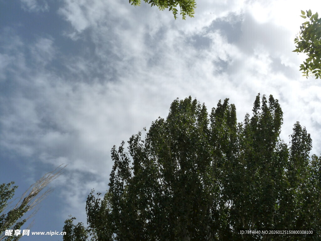 蓝天绿树间的清新景致