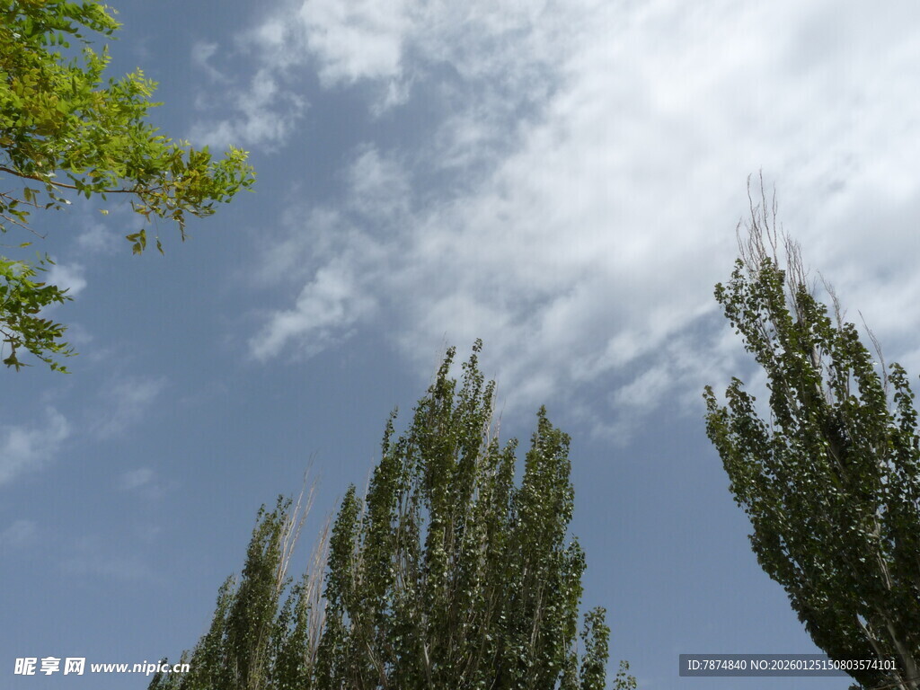 蓝天绿树风景图