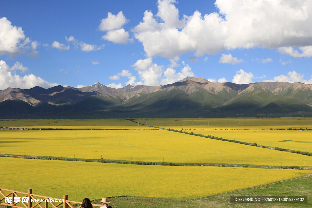 金黄花海与远山蓝天美景