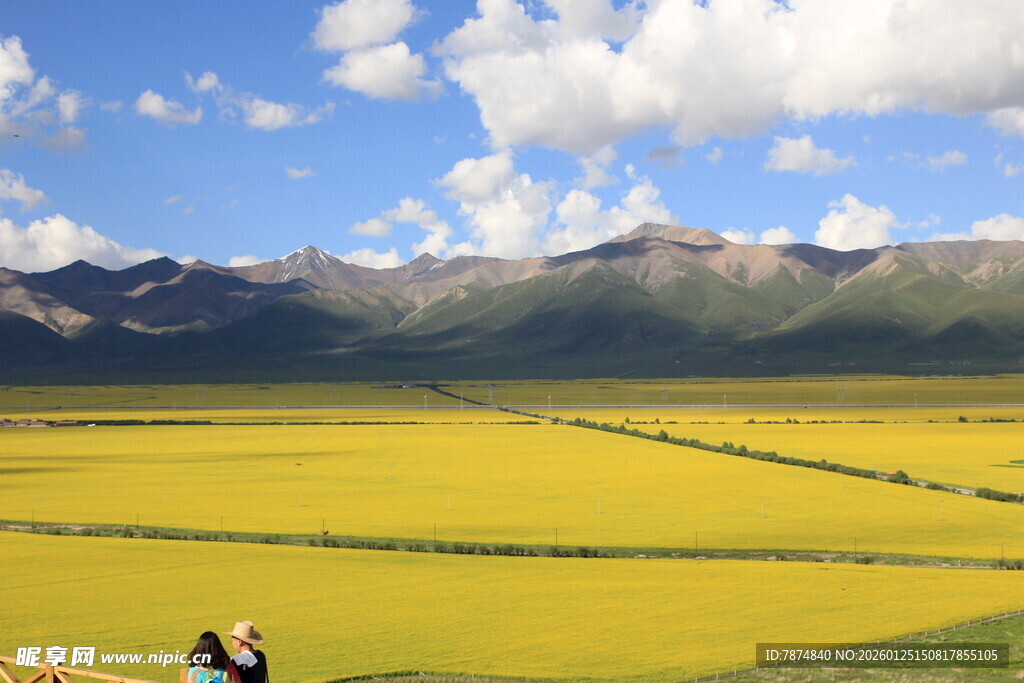 金黄花海与远山蓝天美景